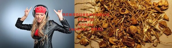 прущие грибы Абаза